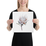 Protea Watercolor Canvas