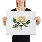 White Yellow Rose Watercolor Canvas