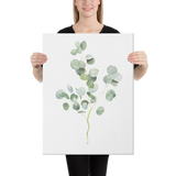 Eucalyptus Twig Watercolor Canvas