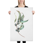Eucalyptus Globulus Watercolor Canvas